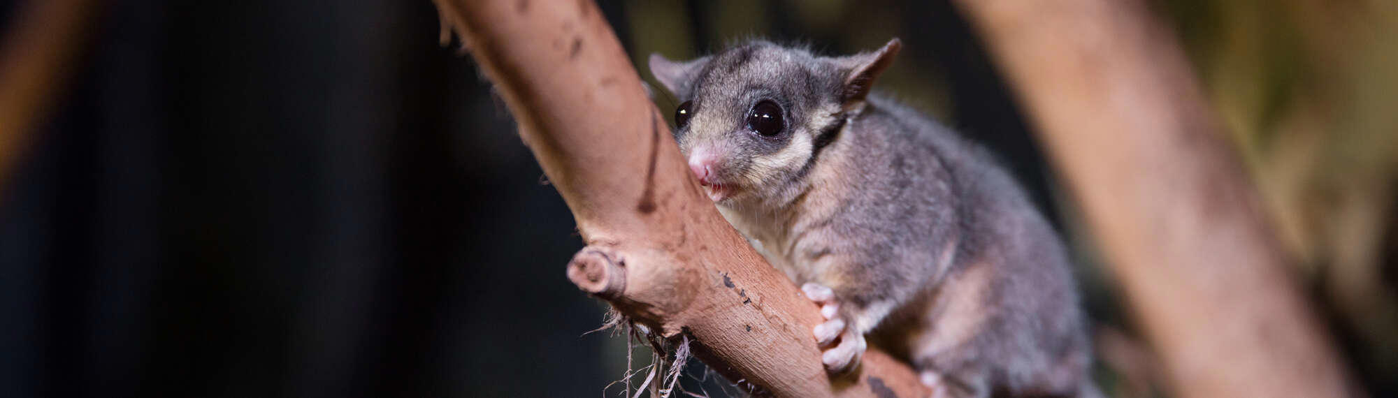 Close-up of a Leadbeater's Possum clinging to a tree branch, facing left.