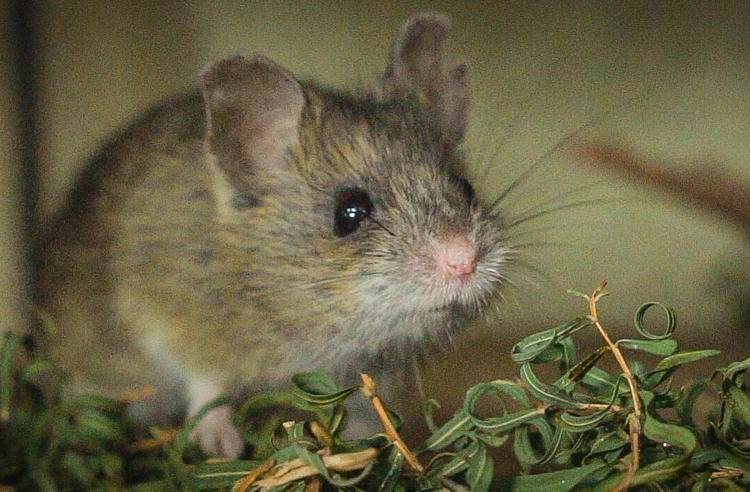Pookila mouse staring at the camera with leaves at its feet