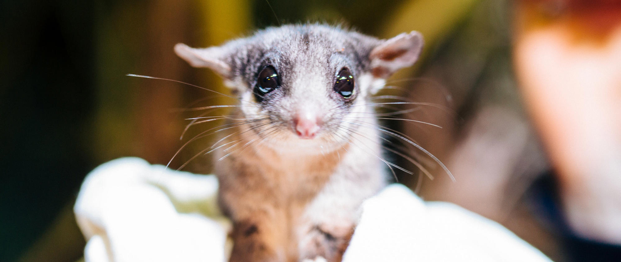 Close up of Leadbeater Possum with big black eyes, a small pink nose and big wide ears.