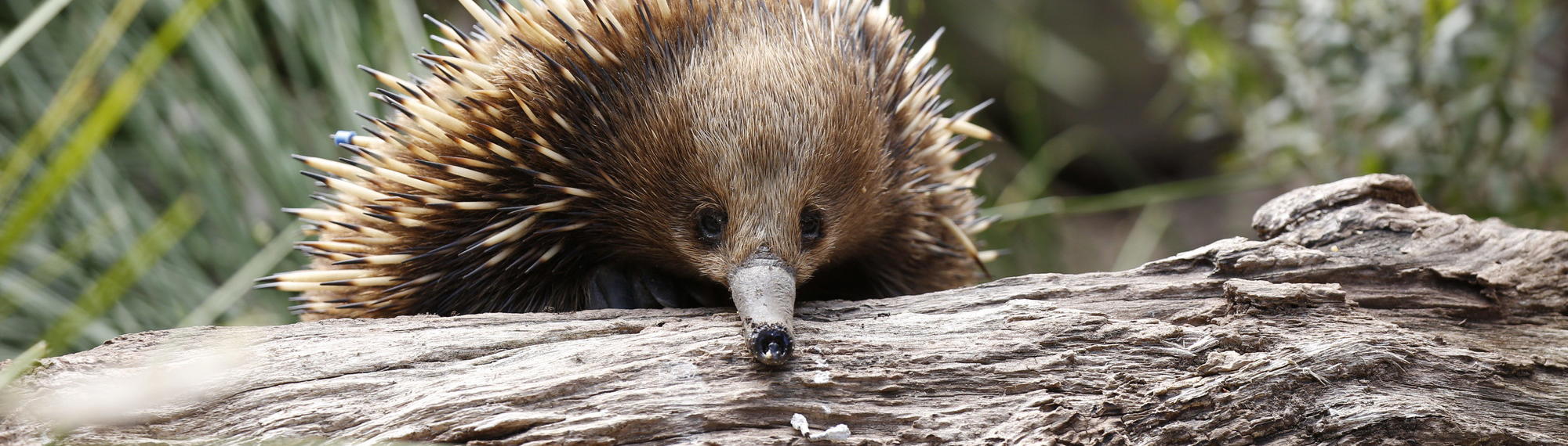 Short-beaked Echidna sitting on a log and facing the camera.