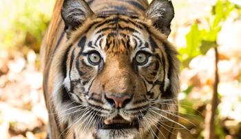 A Sumatran Tiger looking directly at the camera with its mouth slightly ajar