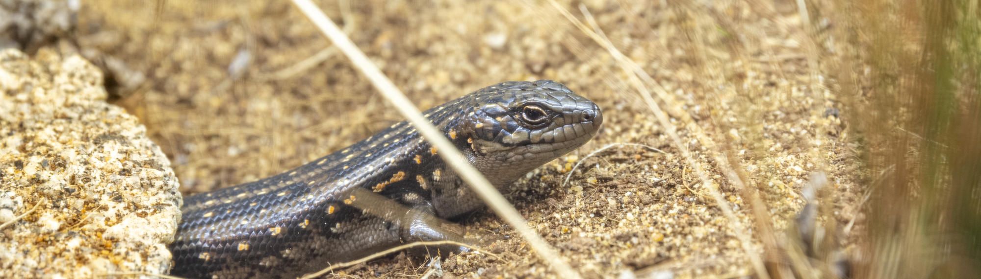 A Guthega Skink, sitting outside a borrow on yellow stones, seen from the right.