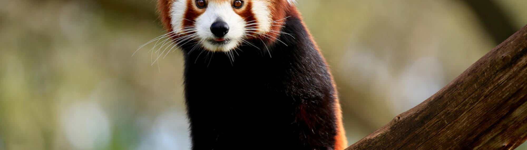 A Red Panda, sitting on a tree branch, with tongue poking out.