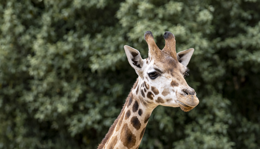 A Giraffe, with a long neck, brown spots, and dark eyes, looking into the distance