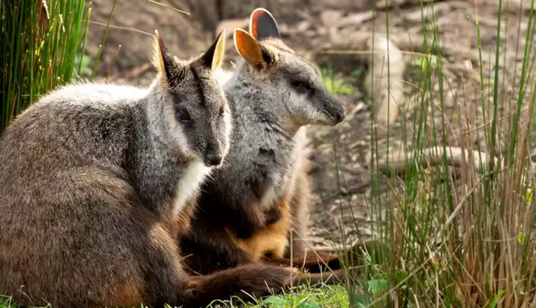 Two Brush-tailed Rock Wallabies sitting together, leaning against a shrub.
