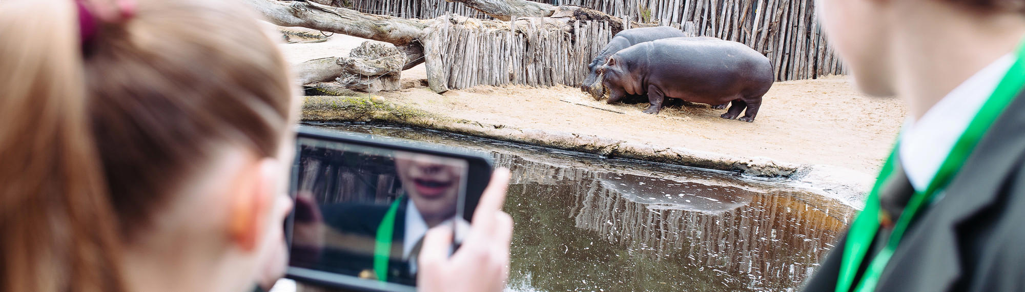 A view from behind of two school students looking at two Hippos, with one taking a photo on her phone.