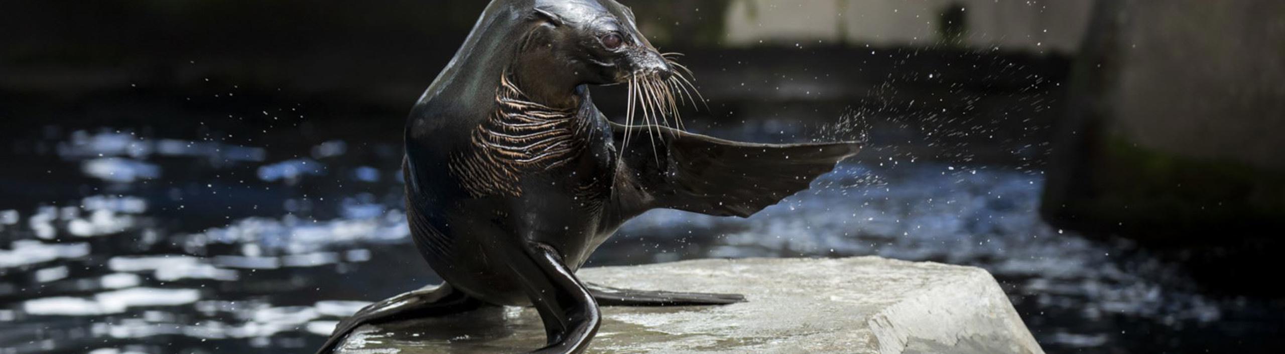 Seal waving while on top of a rock in the seal pool.