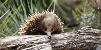 Echidna