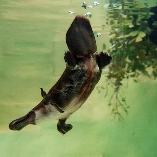 Platypus Swimming