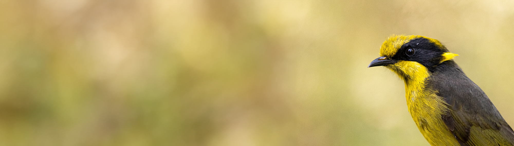 One Helmeted Honeyeaters