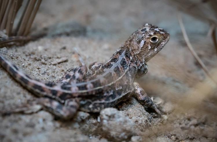 Grassland Earless Dragon lizard side view looking over its right shoulder at the camera.