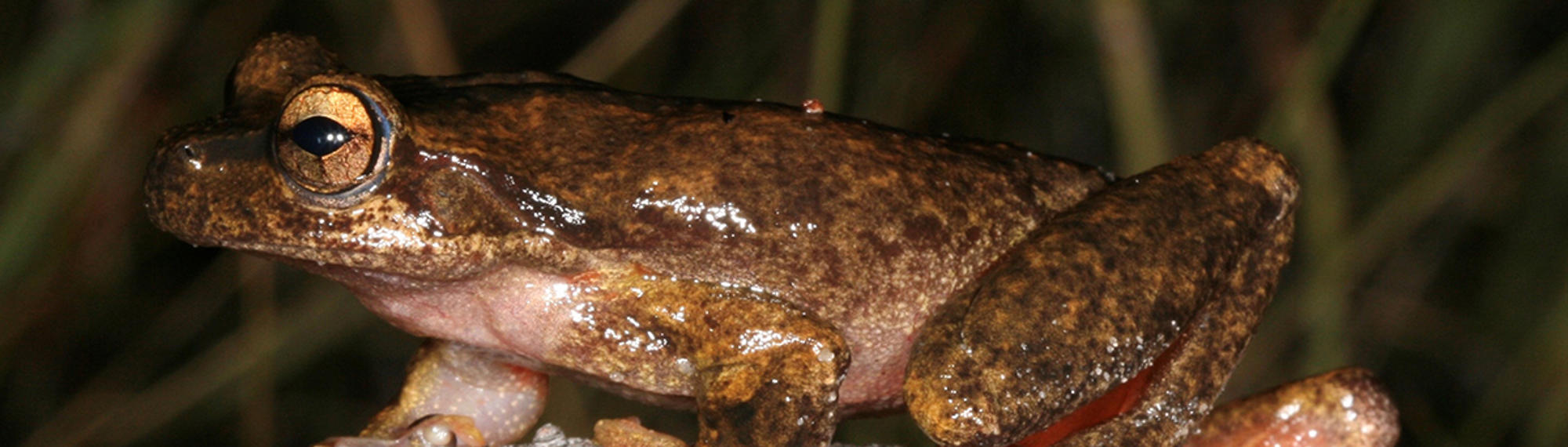 Close up side view of a large Brown Tree Frog gripping a stick. Frog is mottled different shades of brown with golden eyes.