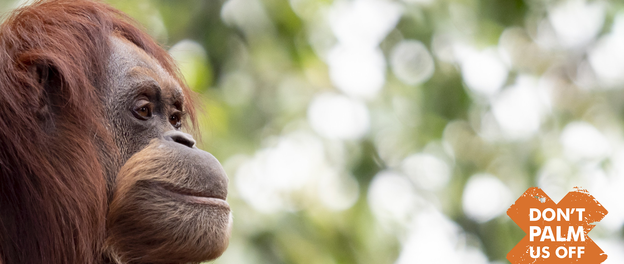"Don't Palm Us Off": Side profile of a Sumatran Orangutan looking to the right, with the logo on the bottom right of the frame.