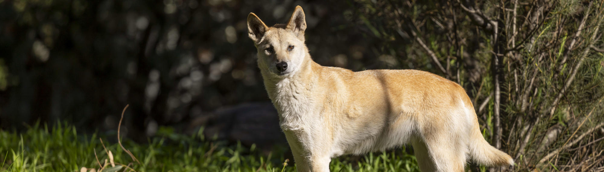 Dingo with pale orange fur, brown eyes and a black nose, looking left to the camera.