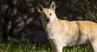 Dingo with pale orange fur, brown eyes and a black nose, looking left to the camera.