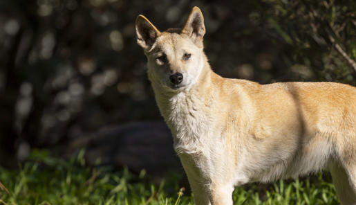 Dingo with pale orange fur, brown eyes and a black nose, looking left to the camera.