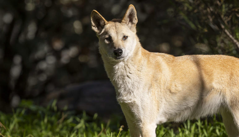 Dingo with pale orange fur, brown eyes and a black nose, looking left to the camera.