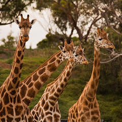 Four Giraffes, three looking to our right and one looking to the camera, against a savannah hill..