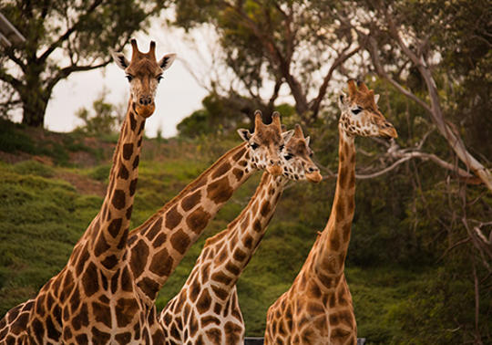 Four Giraffes, three looking to our right and one looking to the camera, against a savannah hill..