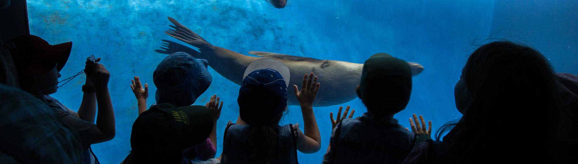 Seven awed young guests watch two Fur Seals swim past in Wild Seas.