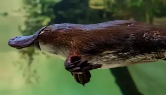 A Platypus swimming to the left of frame, seen in the tank.