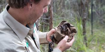 Zoos Victoria stuff looking at endangered species