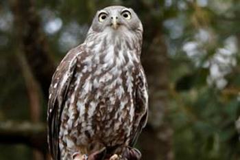 Barking Owl