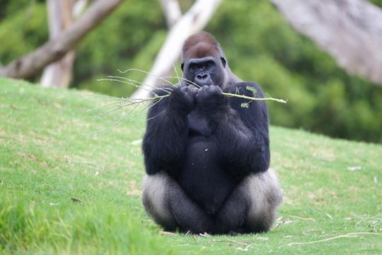 Western Lowland Gorilla chewing on a branch while sitting down.