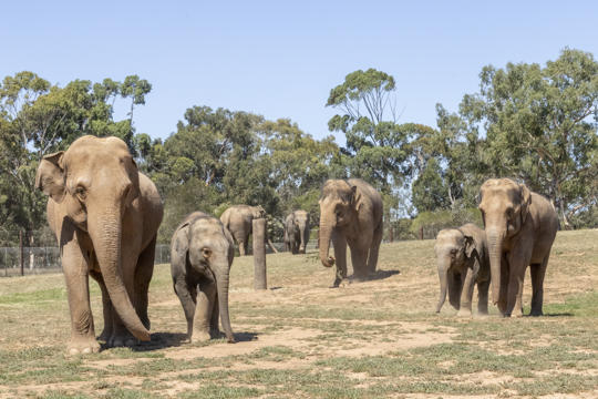 A herd of seven Asian Elephants walking across their new paddock toward the camera.